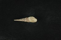 藏品(錐蜷)的圖片